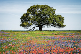 Llano's Tree