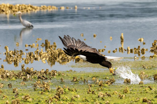 Fishing Eagle