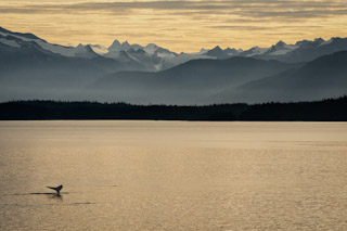 Whale's Morning