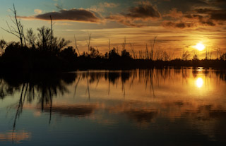 73. Biesbosch