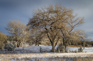 Cottonwood Winter