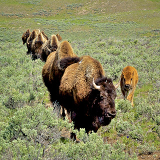 Bison Walk