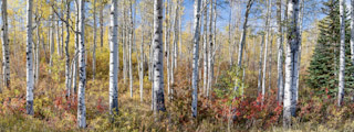 McClure's Aspens