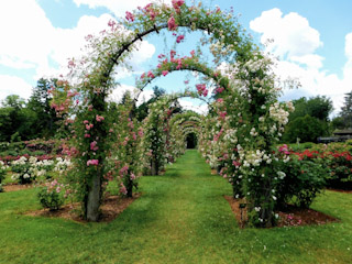 Enchanted Arch