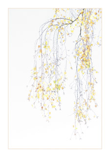 69. Betula