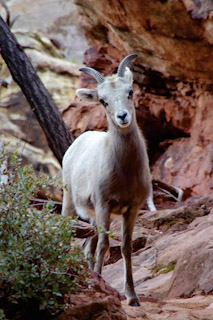 Zion's Curiosity