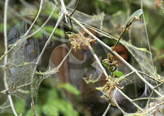 39. Spinselrups