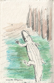 Claude the White Aligator