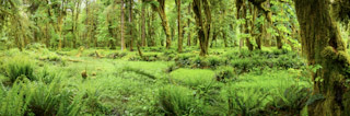 Quinault Rainforest