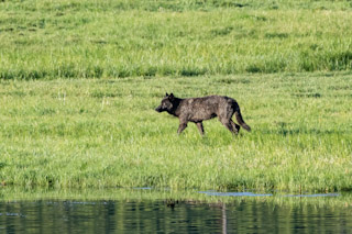 Wolf Trek