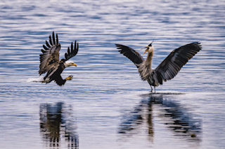 Incoming Eagle