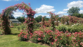 A Symphony of Blooms