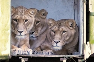 55. Drie leeuwen in een truck