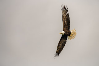 Voyaging Eagle