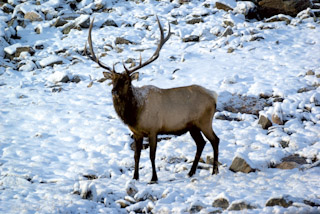 Snowy Elk