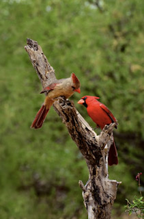 Cardinal Love