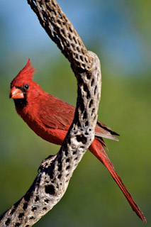 Cholla Cardinal