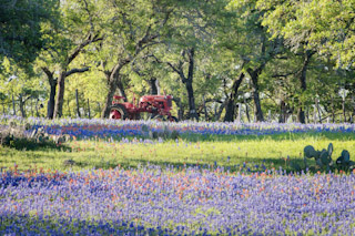 Tractor's Flowers