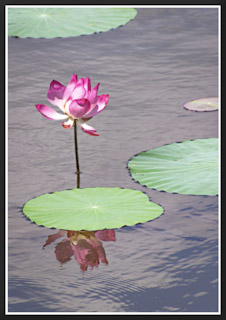 LOTUS POND