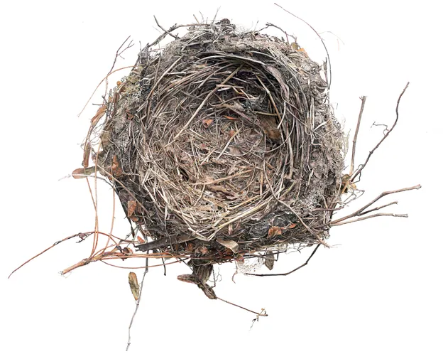 Empty Nests
